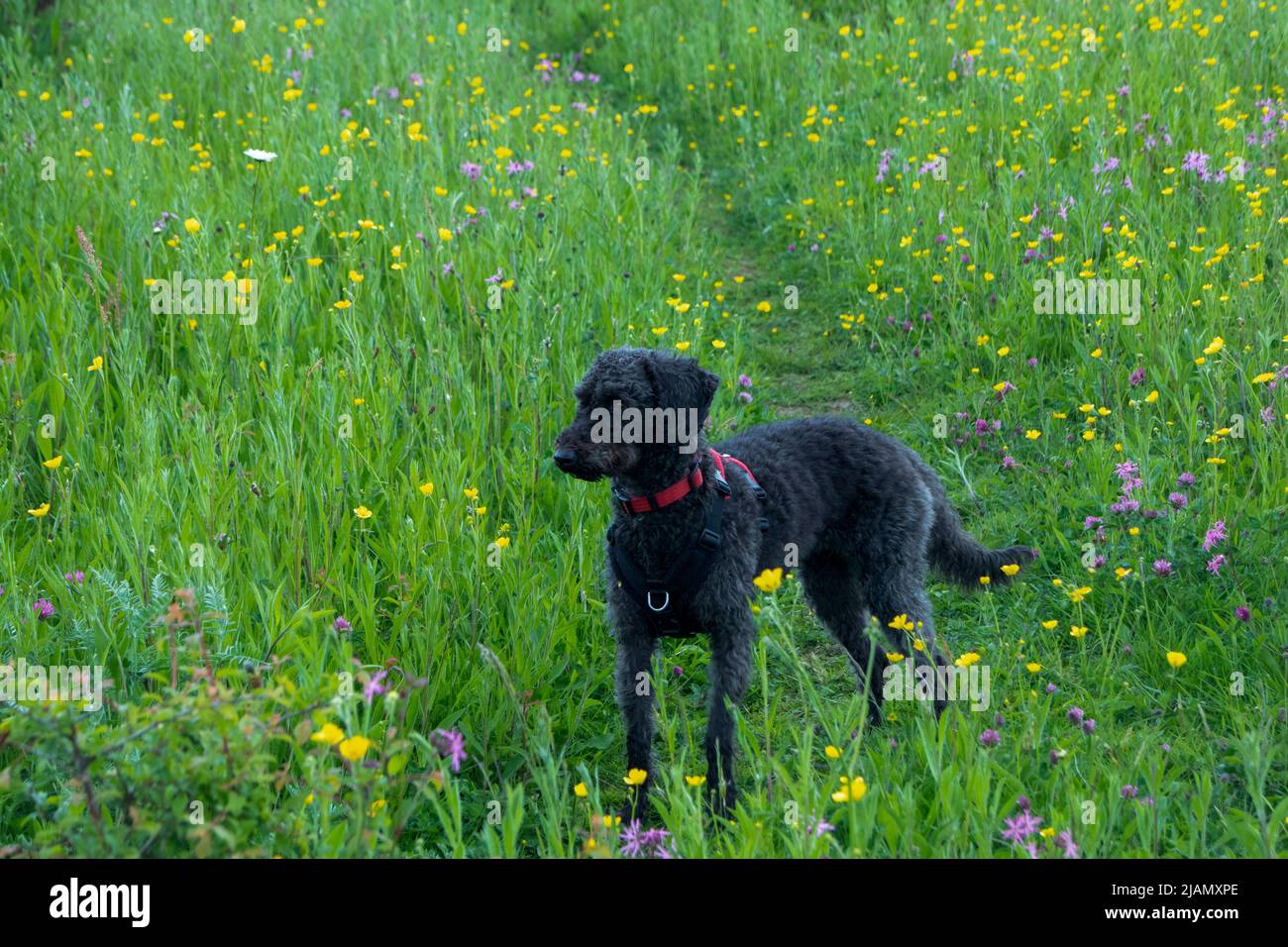 Dog standing in wildflower meadow in spring Stock Photo