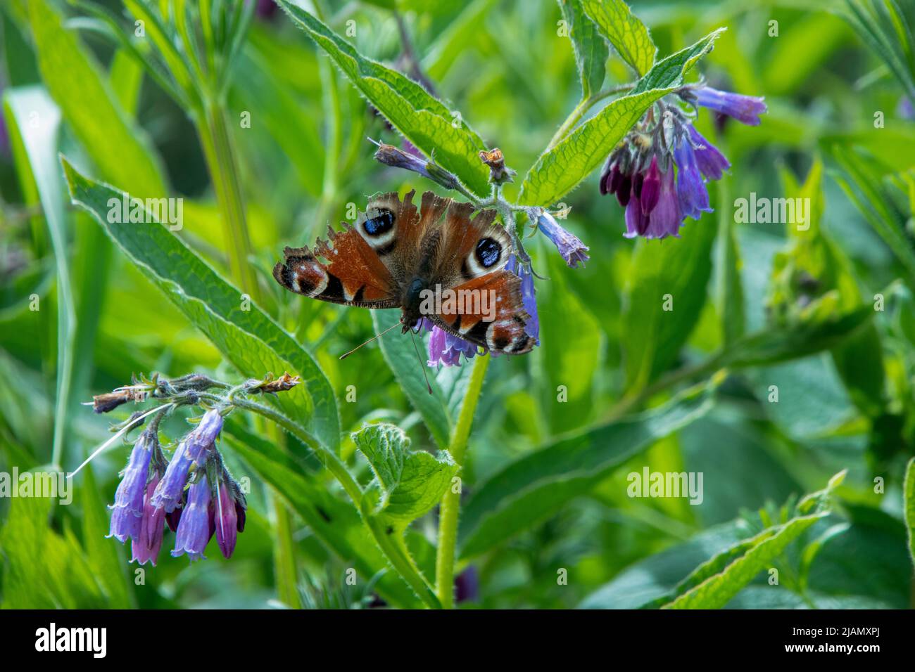 Tattered Peacock butterfly on Comfrey plant Stock Photo