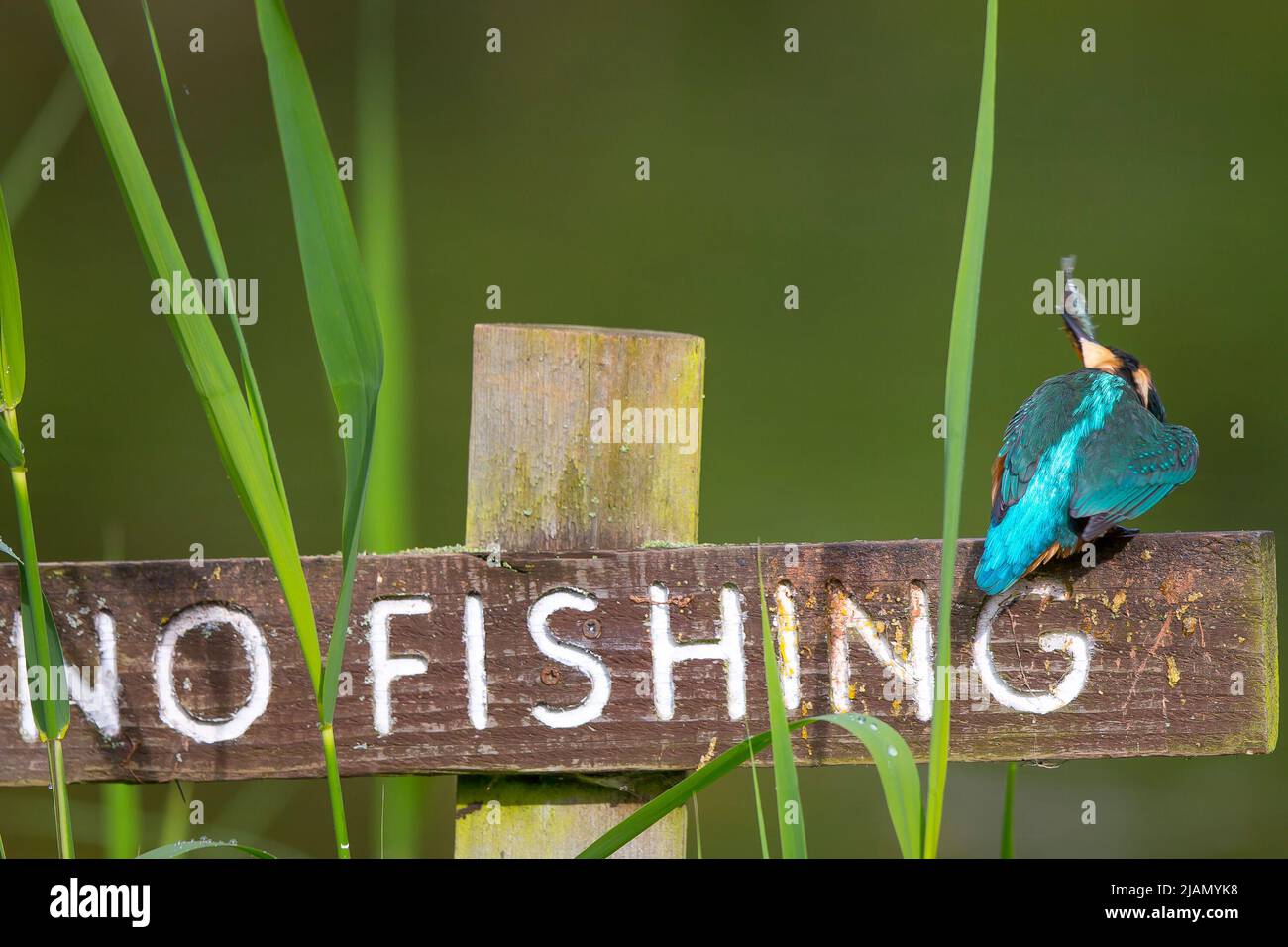 Kidderminster, UK. 31st May, 2022. UK weather: sunny bright spells inbetween some light showers offer this kingfisher a little riverbank fishing time clearly ignoring the No Fishing sign! Credit: Lee Hudson/Alamy Live News Stock Photo