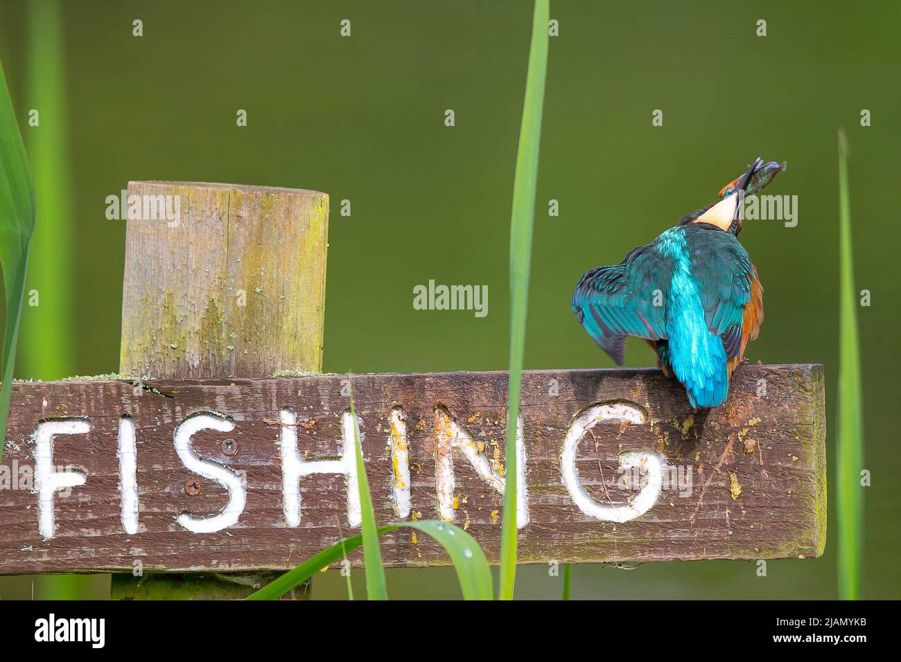 Kidderminster, UK. 31st May, 2022. UK weather: sunny bright spells inbetween some light showers offer this kingfisher a little riverbank fishing time. Credit: Lee Hudson/Alamy Live News Stock Photo
