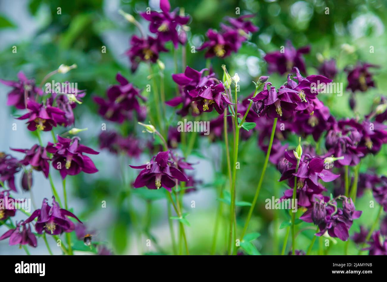 Aquilegia blooms in the garden. Selective focus. Stock Photo