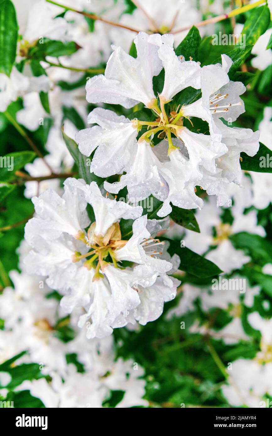 A branch of rhododendron with white flowers and dew drops on a green background Stock Photo