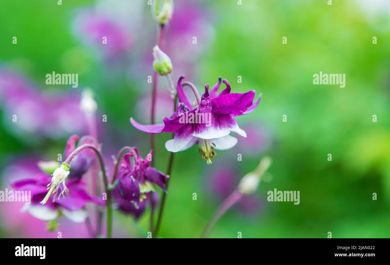 Aquilegia blooms in the garden. Selective focus. Stock Photo