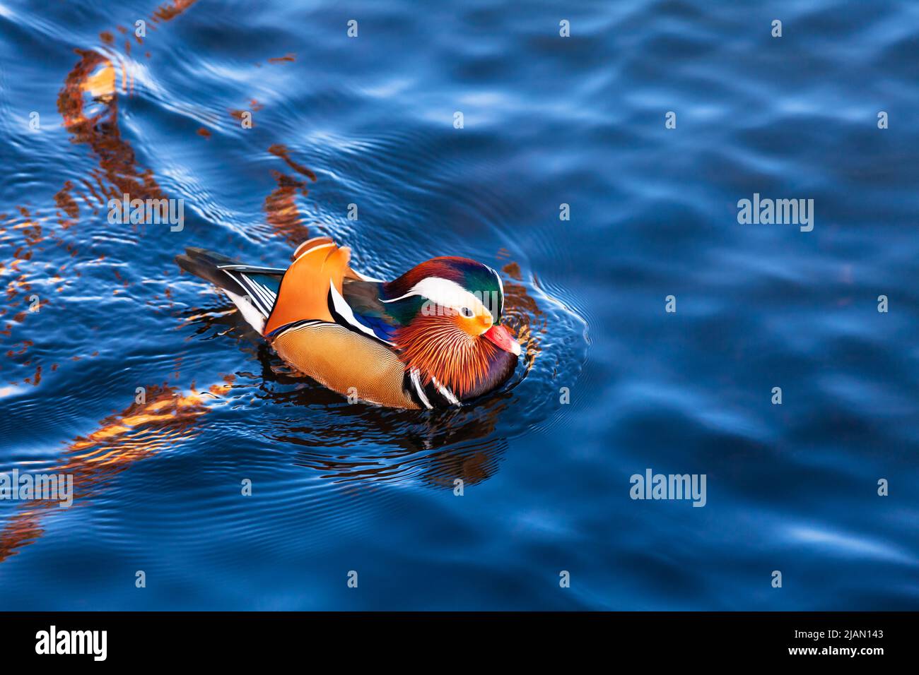 Colorful male Mandarin Duck (Aix galericulata) floating on water in a pond during autumn Stock Photo