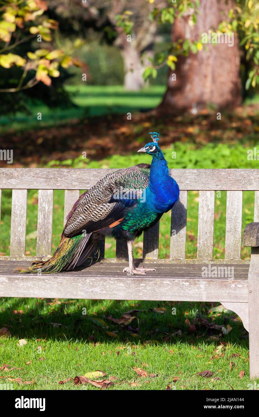 Indian peafowl on a park bench at a botanical garden Stock Photo