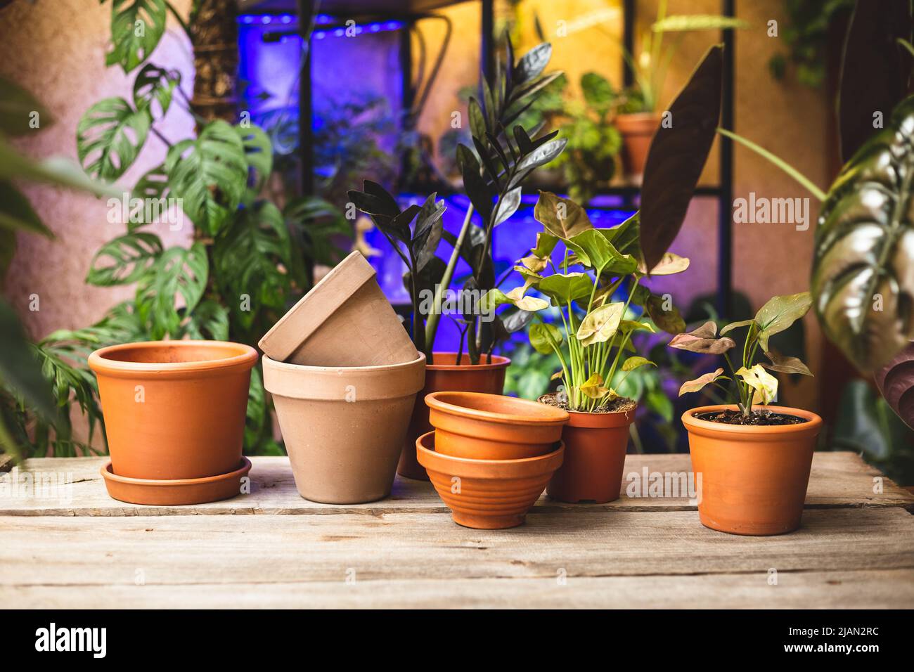 Ceramic terra cotta flower pots on the wooden table with lots of plants ...