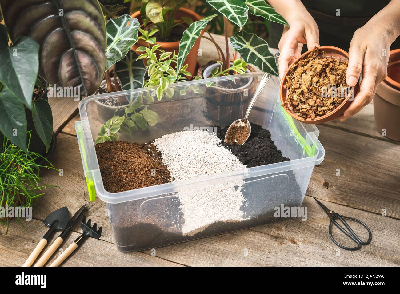 Female gardener hands adding the coconut husk chips to the aroid soil