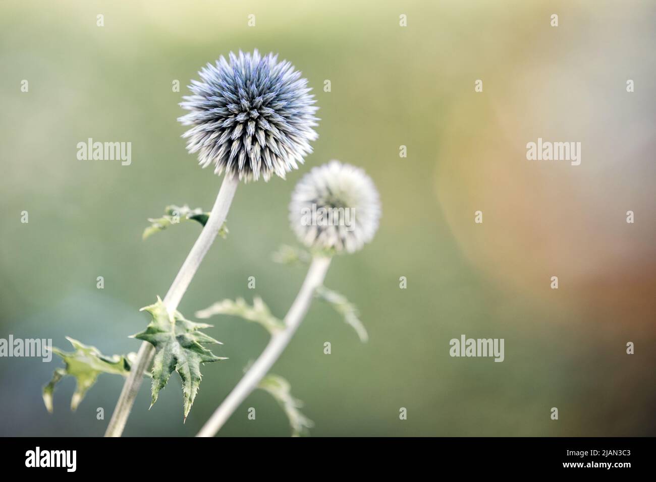 Eryngium alpinum is a perennial herb in the Umbelliferae family. Concept summer and flower background. Stock Photo