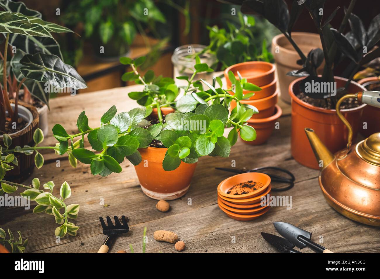 Repotting houseplants hi-res stock photography and images - Alamy