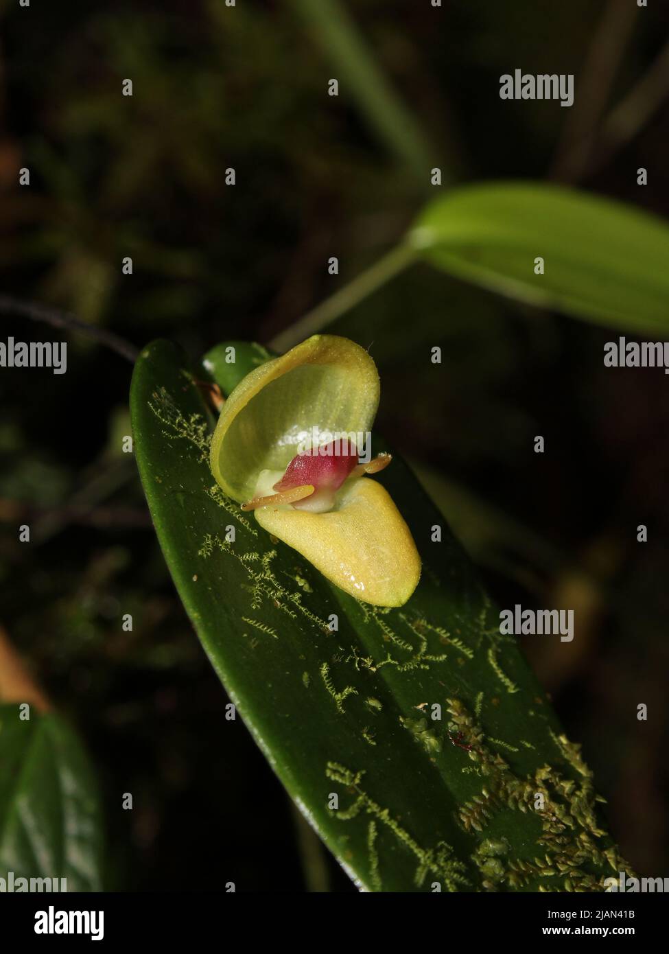 Tropical orchid Pleurothallis palliolata from cloud forests of Costa Rica Stock Photo