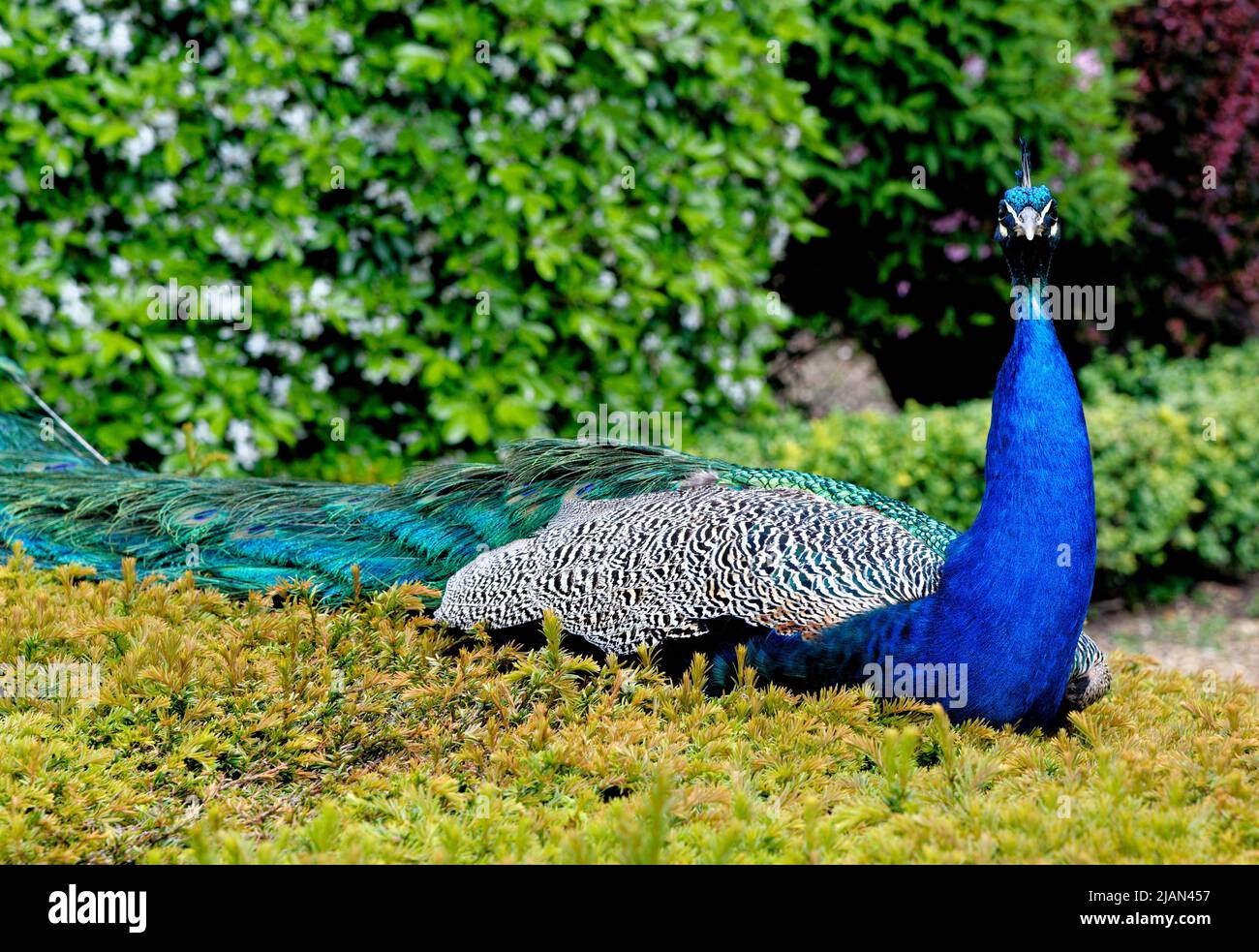 peacock-at-warwick-castle-garden-warwick-warwickshire-england