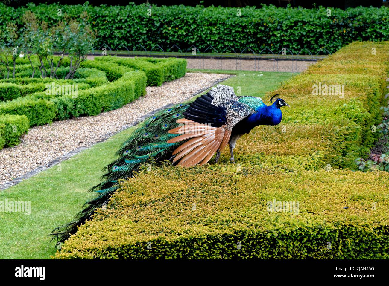 peacock-at-warwick-castle-garden-warwick-warwickshire-england