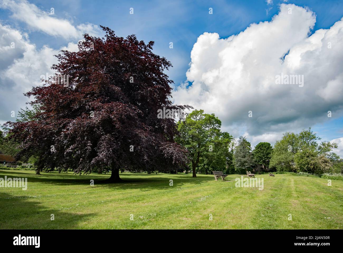 Specimen trees in a public access area of parkland alongside the River Aire in Gargrave. A wonderful place to rest up 1 minute from Pennine Way route. Stock Photo
