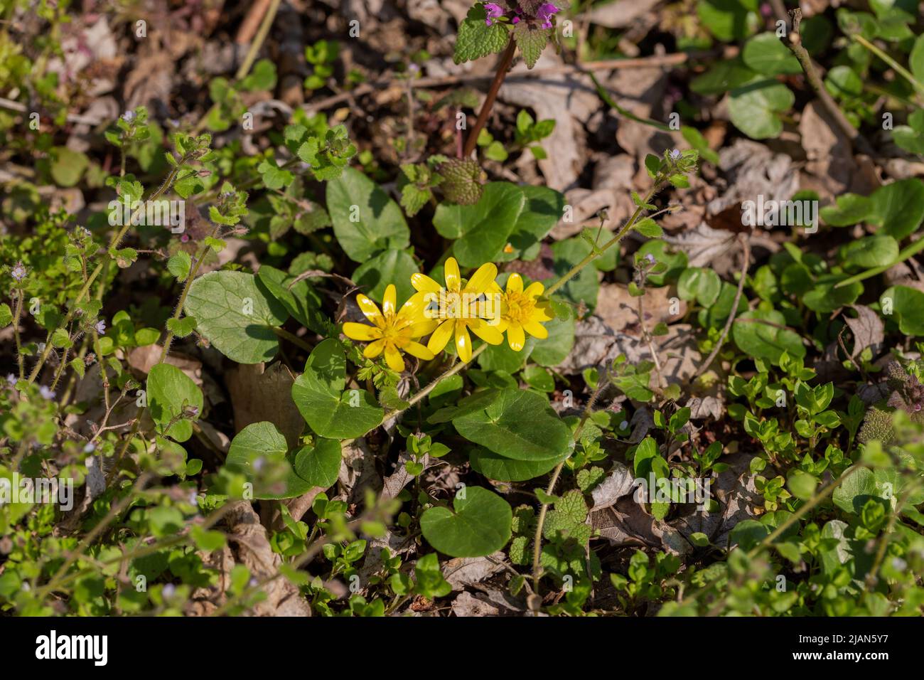 First bright yellow Lesser celandine (Ficaria verna) flowers in spring forest Stock Photo