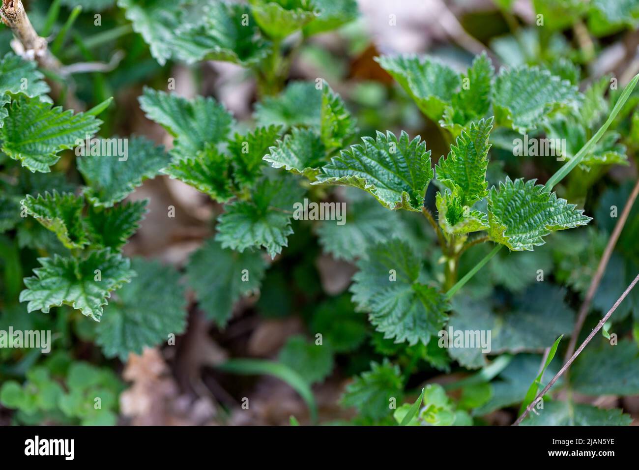 Young sprouts of stinging nettle (Urtica dioica). Selective focus Stock Photo