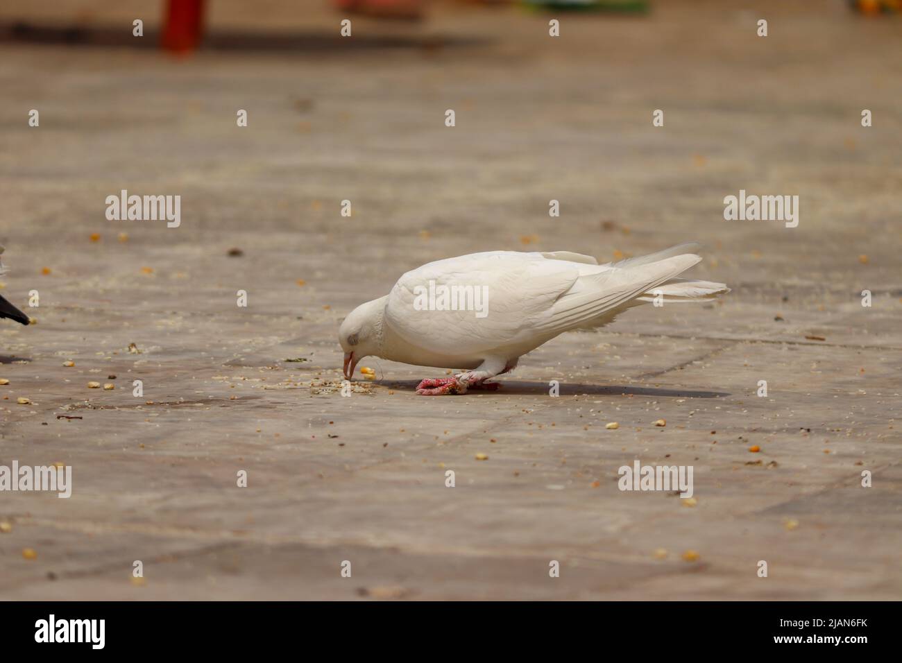 White pigeon taking its food Stock Photo Alamy