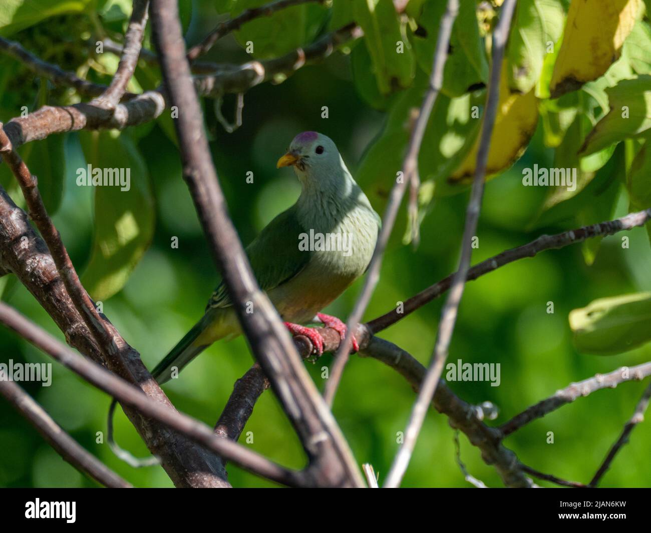 Atoll Fruit-Dove, Ptilinopus coralensis, a island endemic bird found only in the Tuamotu islands of French Polynesia Stock Photo