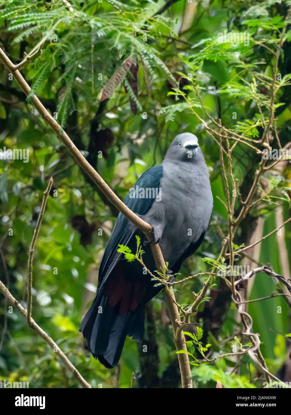 Marquesas Imperial-Pigeon, Ducula galeata, an endemic pigeon in the Marquesas islands of French Polynesia Stock Photo