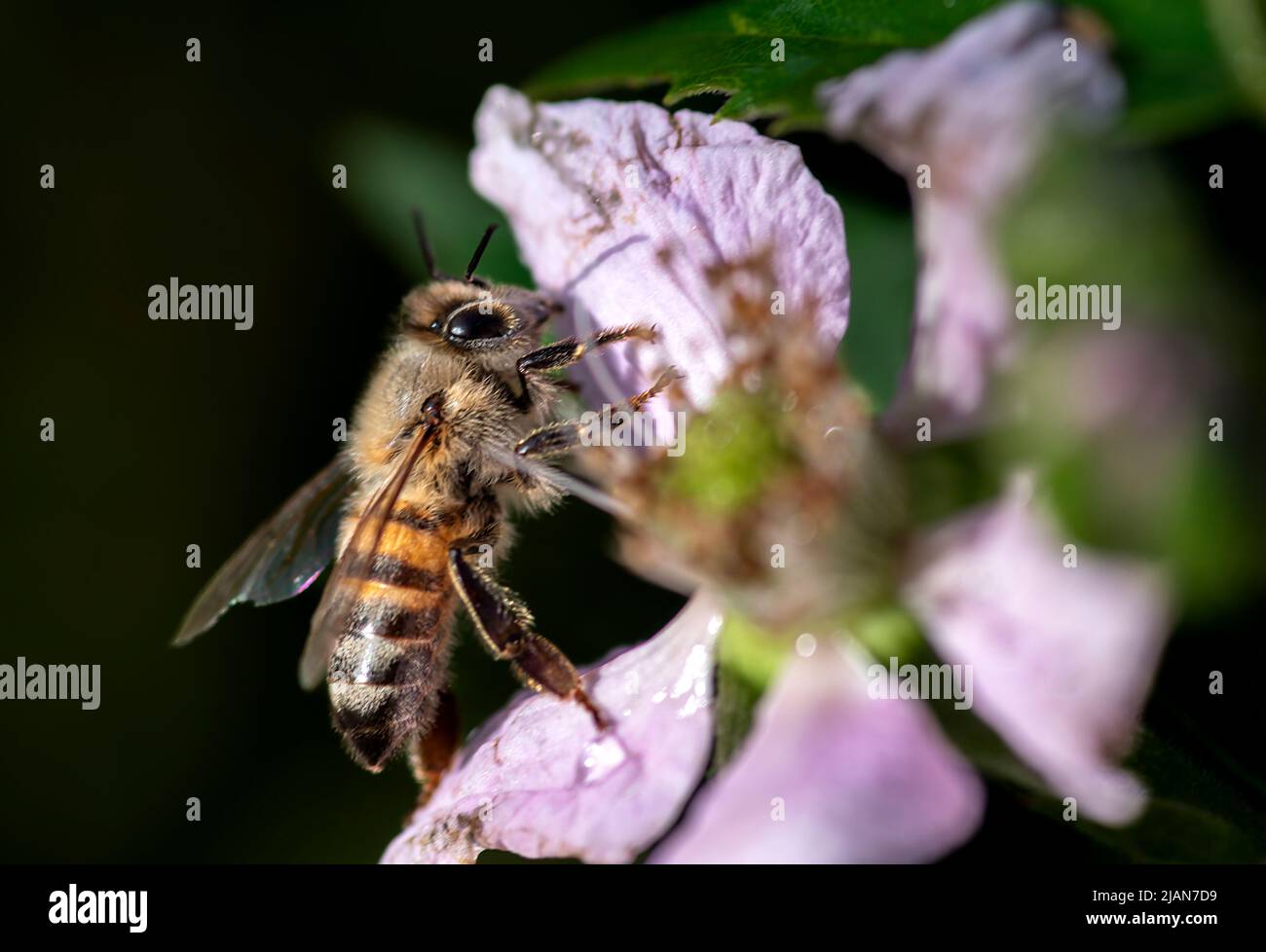 bees travel through flowers to feed and make honey Stock Photo Alamy