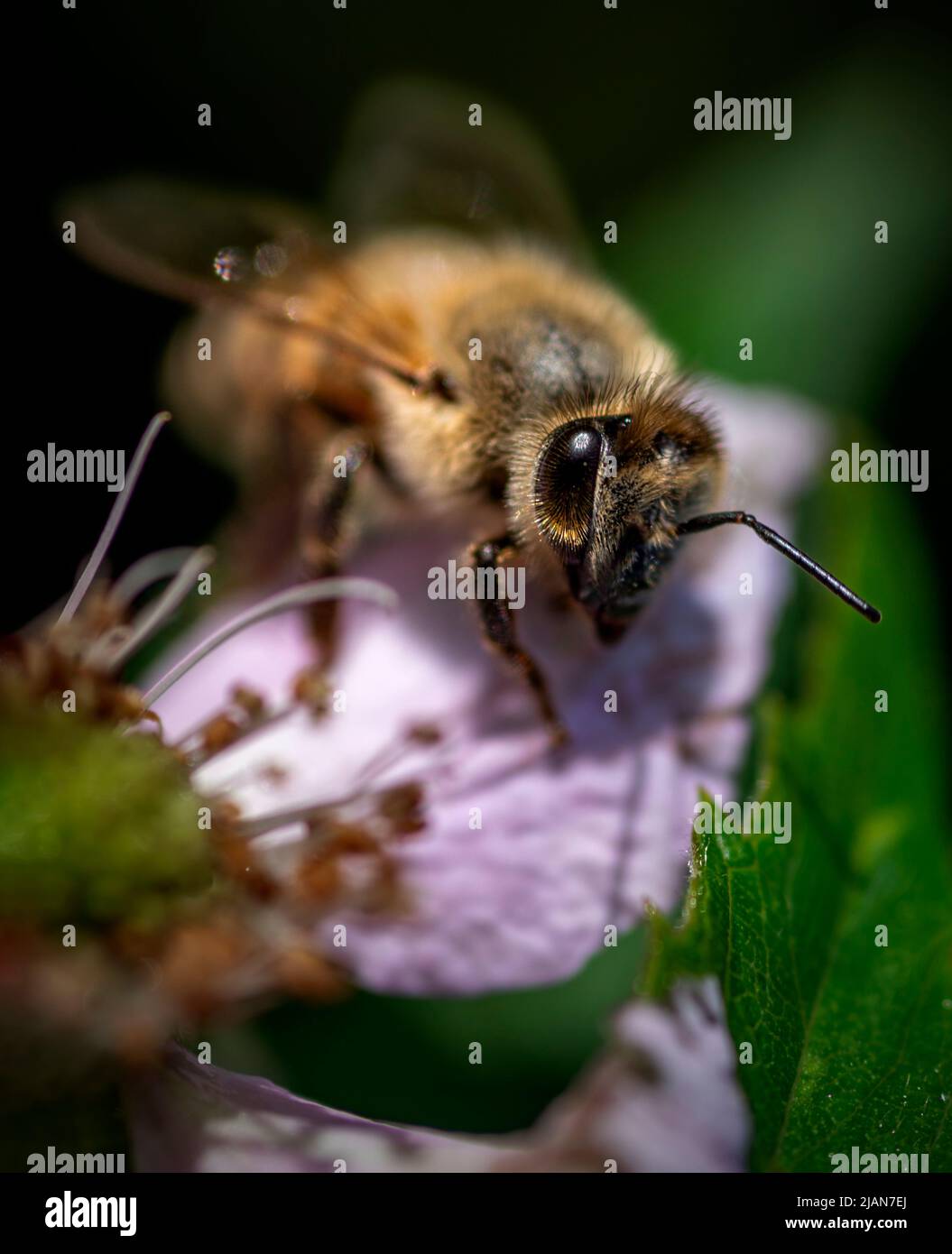 bees travel through flowers to feed and make honey Stock Photo Alamy