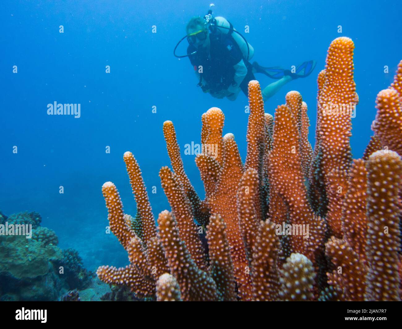 Scuba diver with coral at Ana'a atoll in the clear water of the Tuamotus, French Polynesia Stock Photo