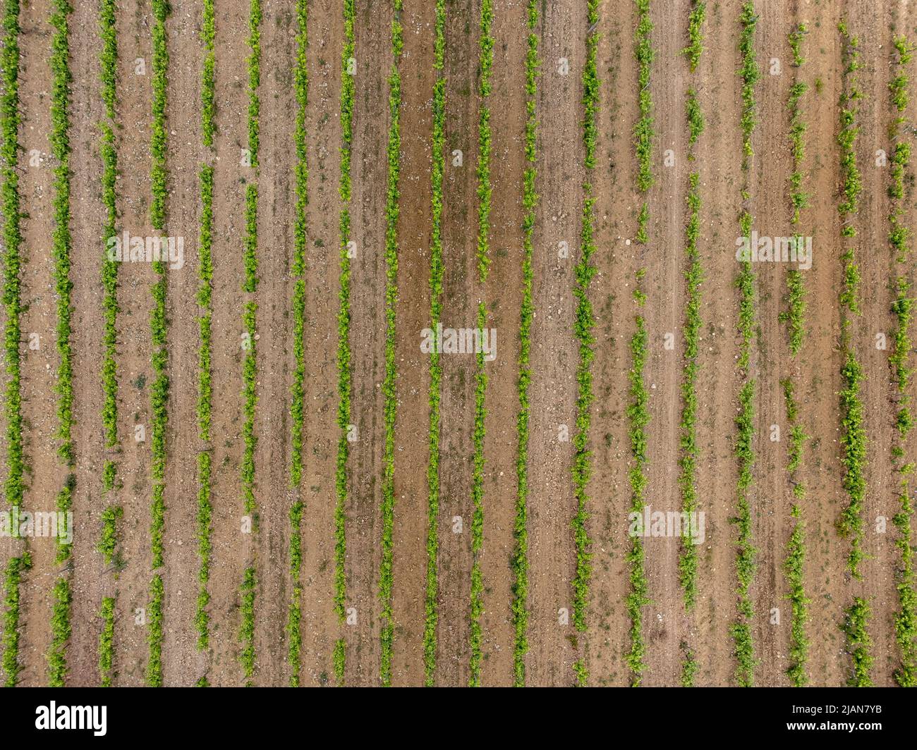 Aerial view of a vineyard Stock Photo