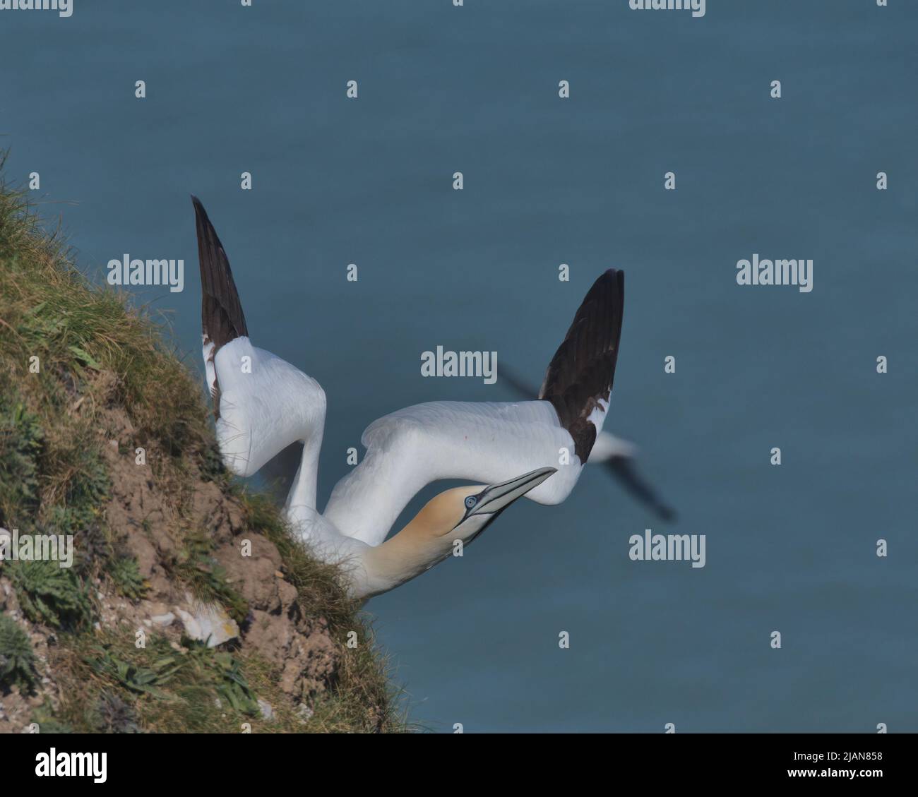 Northern gannet taking off from cliffs at Bempton Stock Photo