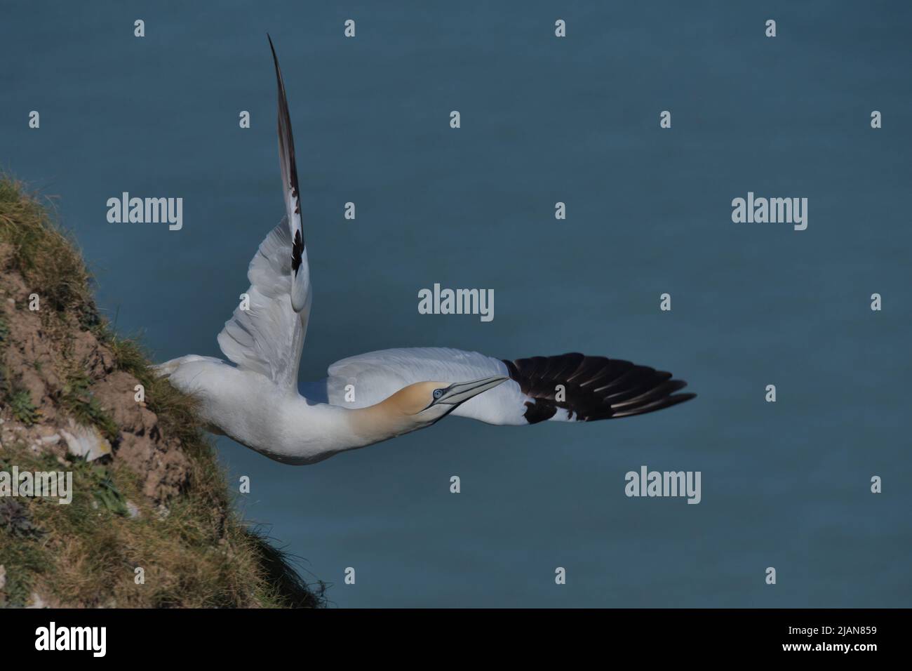 Northern gannet taking off from cliffs at Bempton Stock Photo