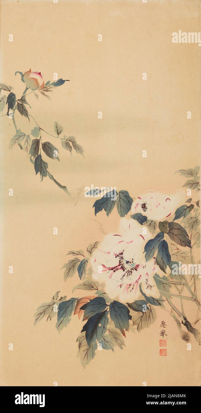 Pink peonies unknown Stock Photo