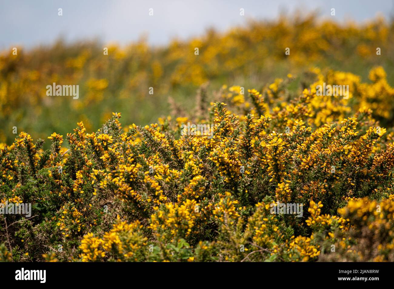Common gorse, ulex europaeus, yellow flowers, Freshwater, Isle of Wight, Hampshire, UK Stock Photo