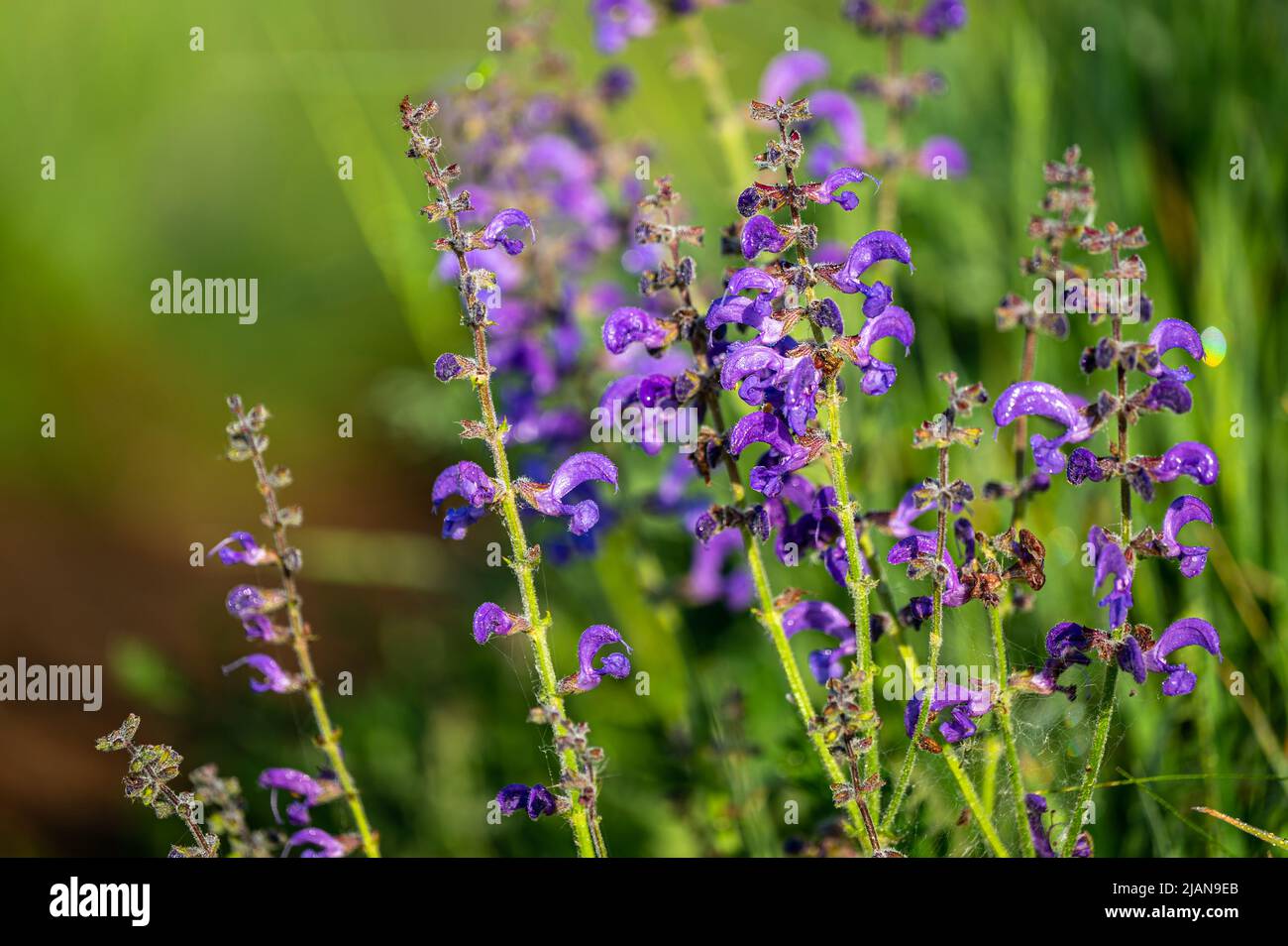 Beautiful flower background. The meadow sage, meadow clary, Salvia