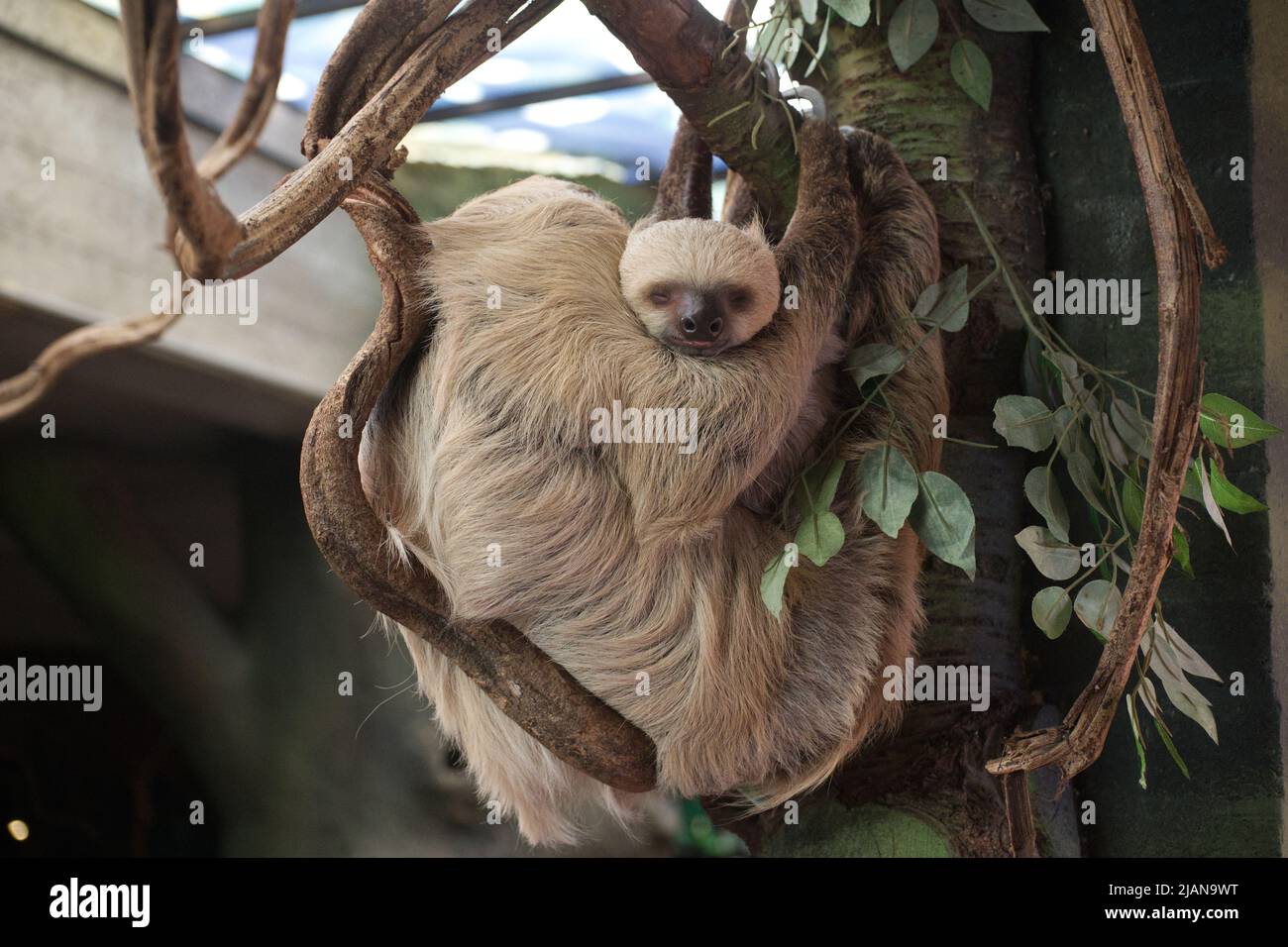Baby Sloth and mother Stock Photo