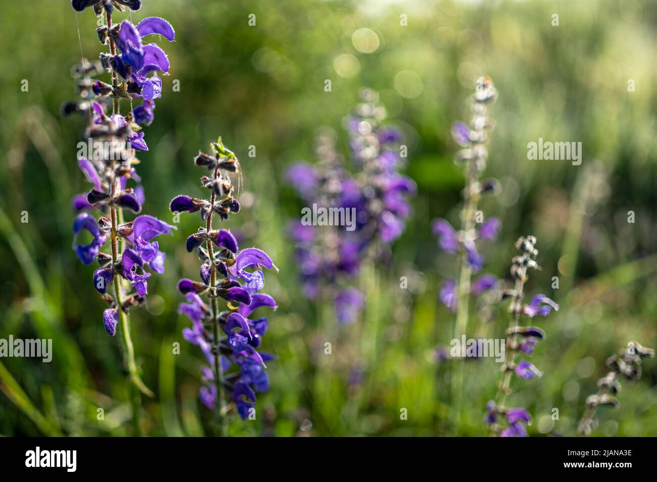 Beautiful flower background. The meadow sage, meadow clary, Salvia pratensis. Stock Photo