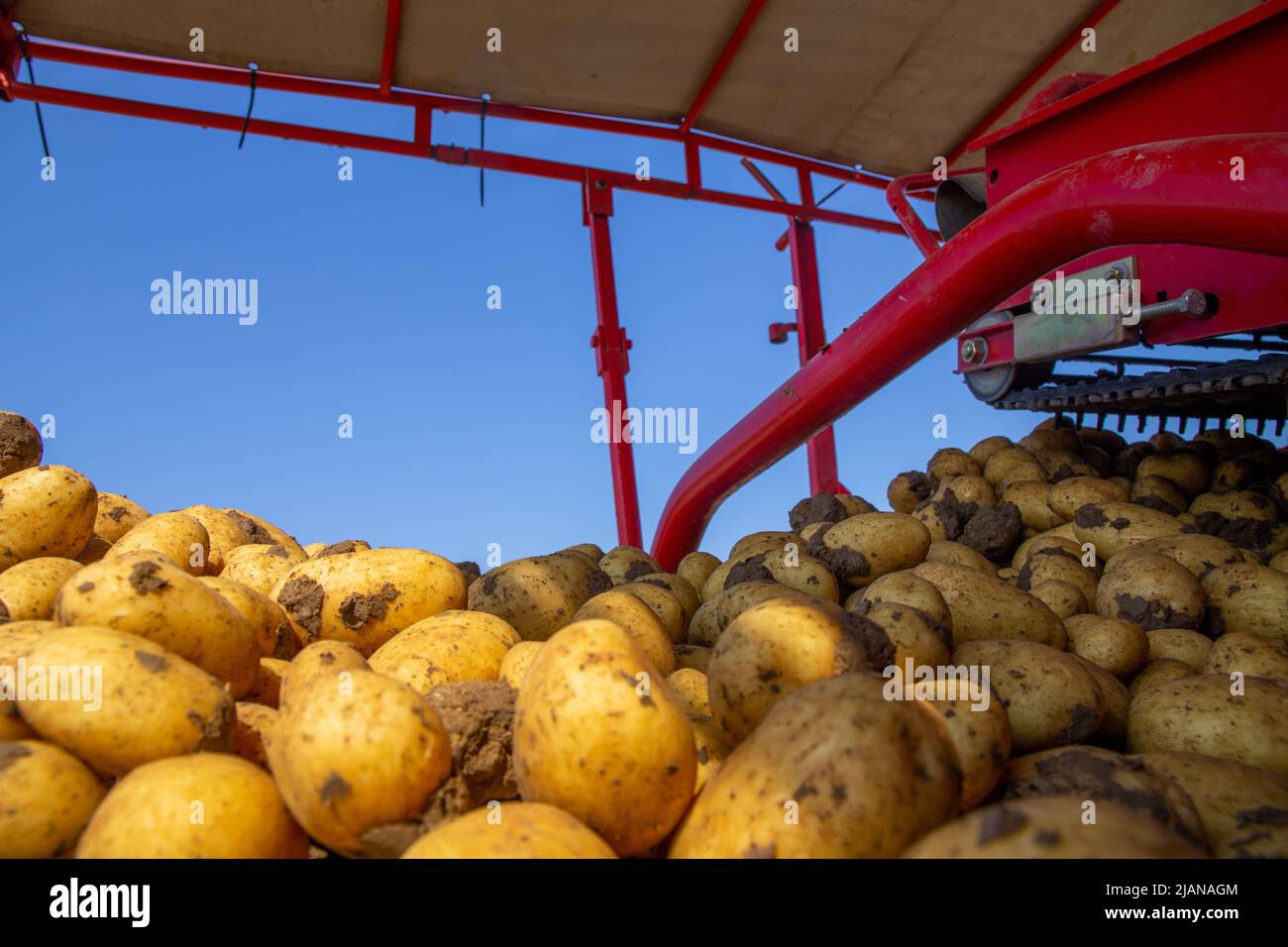 Agricultural potato harvest Stock Photo Alamy