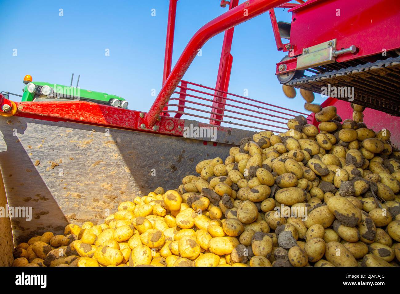 Agricultural potato harvest Stock Photo Alamy