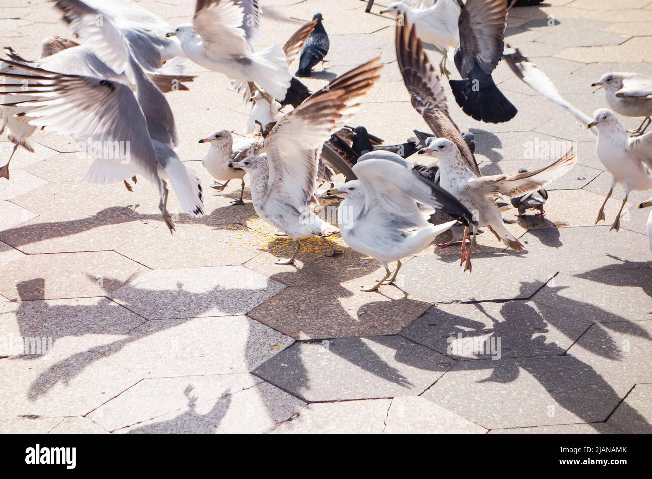 Flock of Seagulls,  Charadriiformes, taking off with shadows of wings, New York City, East River, New York, USA Stock Photo