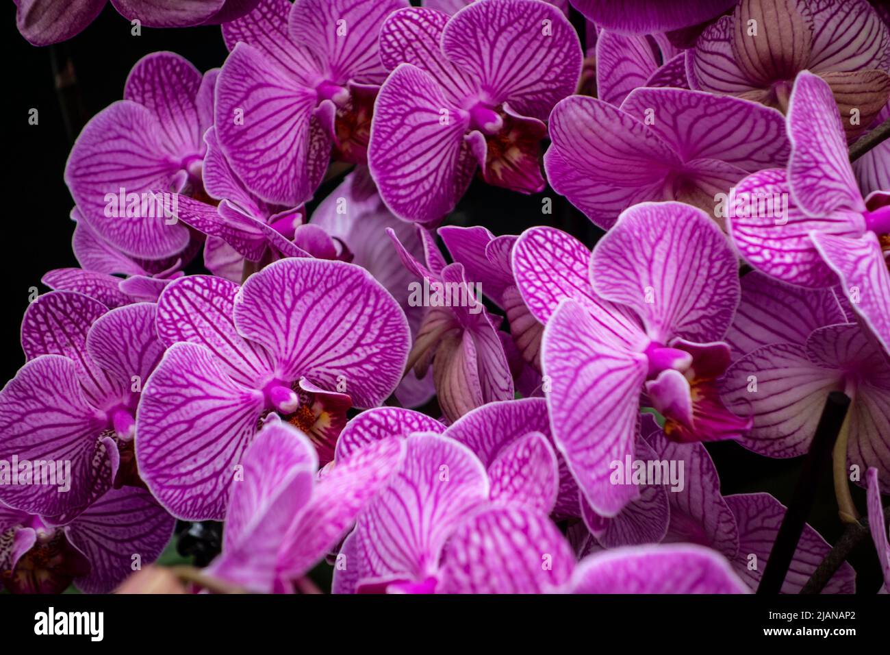 Beautiful pink Orchid blossoms, Orchidacecae, New York, NY, USA Stock Photo