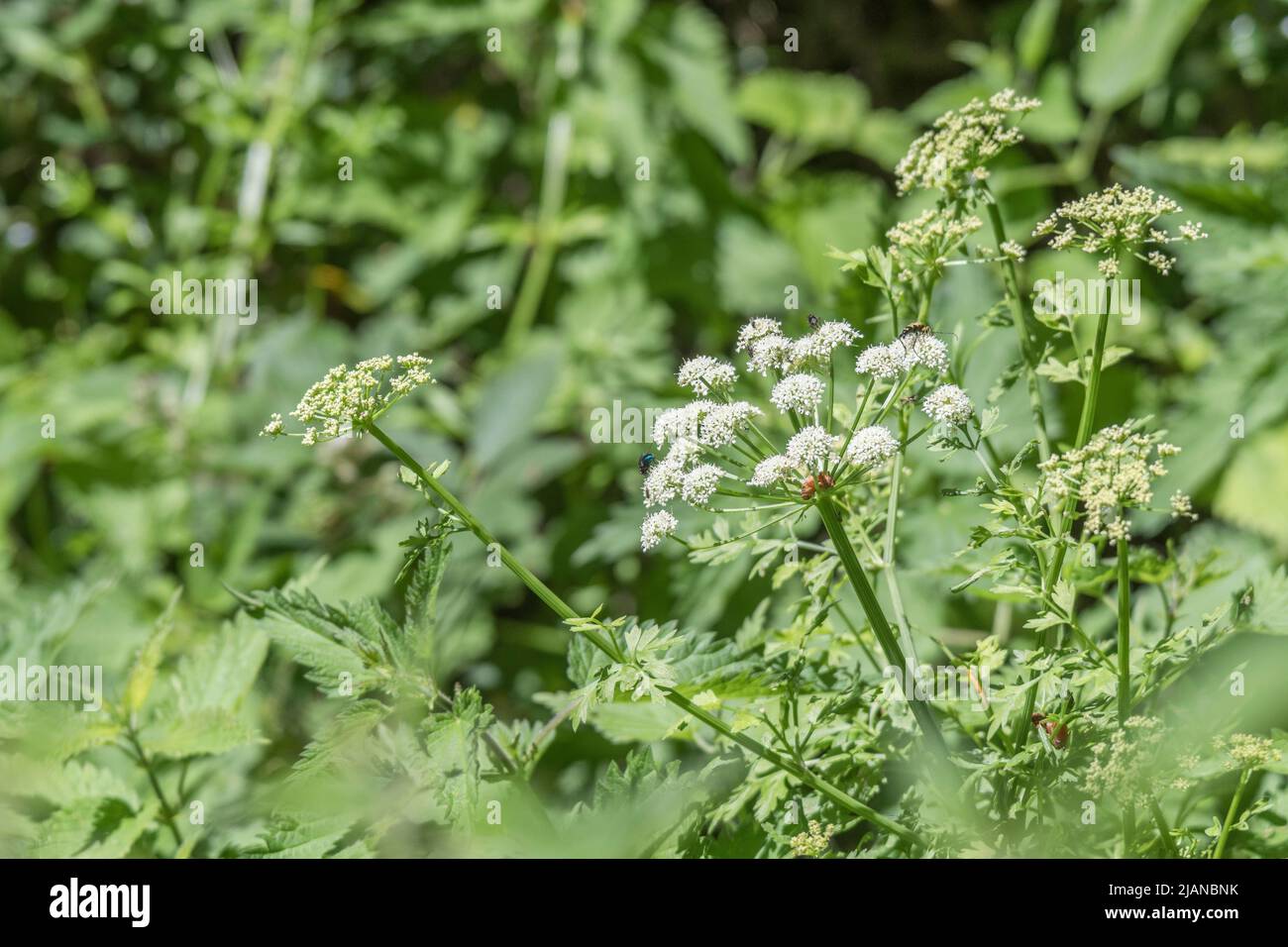 Leaves and white flowers of Hemlock Water-Dropwort / Oenanthe crocata. Highly poisonous water-loving plant & one of UK's most deadly plants. Stock Photo