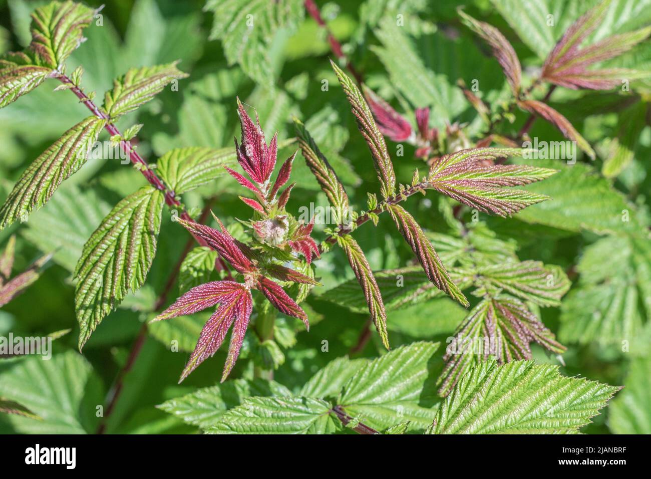Young, red-purple tinged, leaves of Meadowsweet / Filipendula ulmaria in roadside ditch. Once used as medicinal plant for aspirin-like content. Stock Photo
