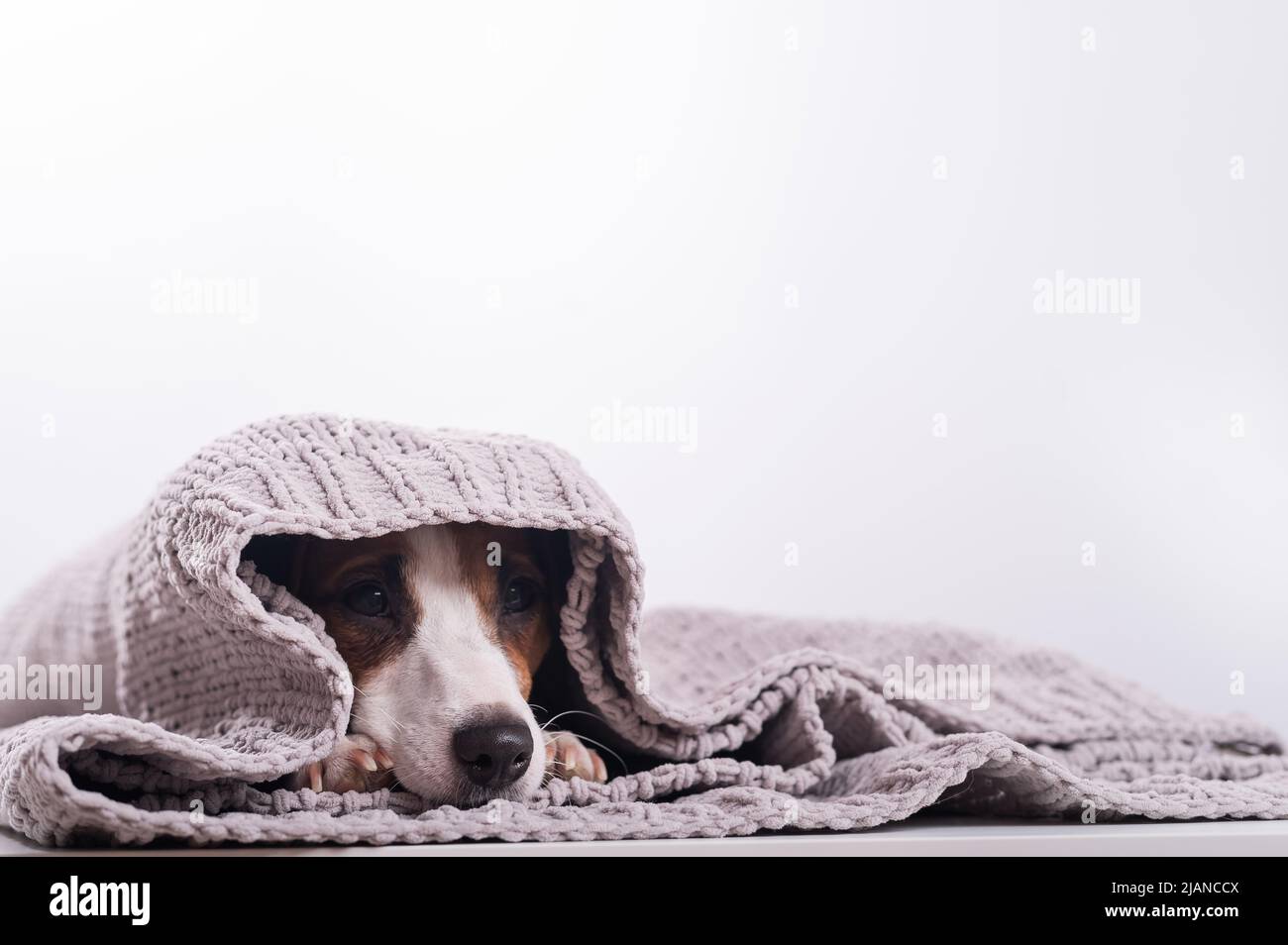 A cute little dog lies covered with a gray plaid. The muzzle of a Jack