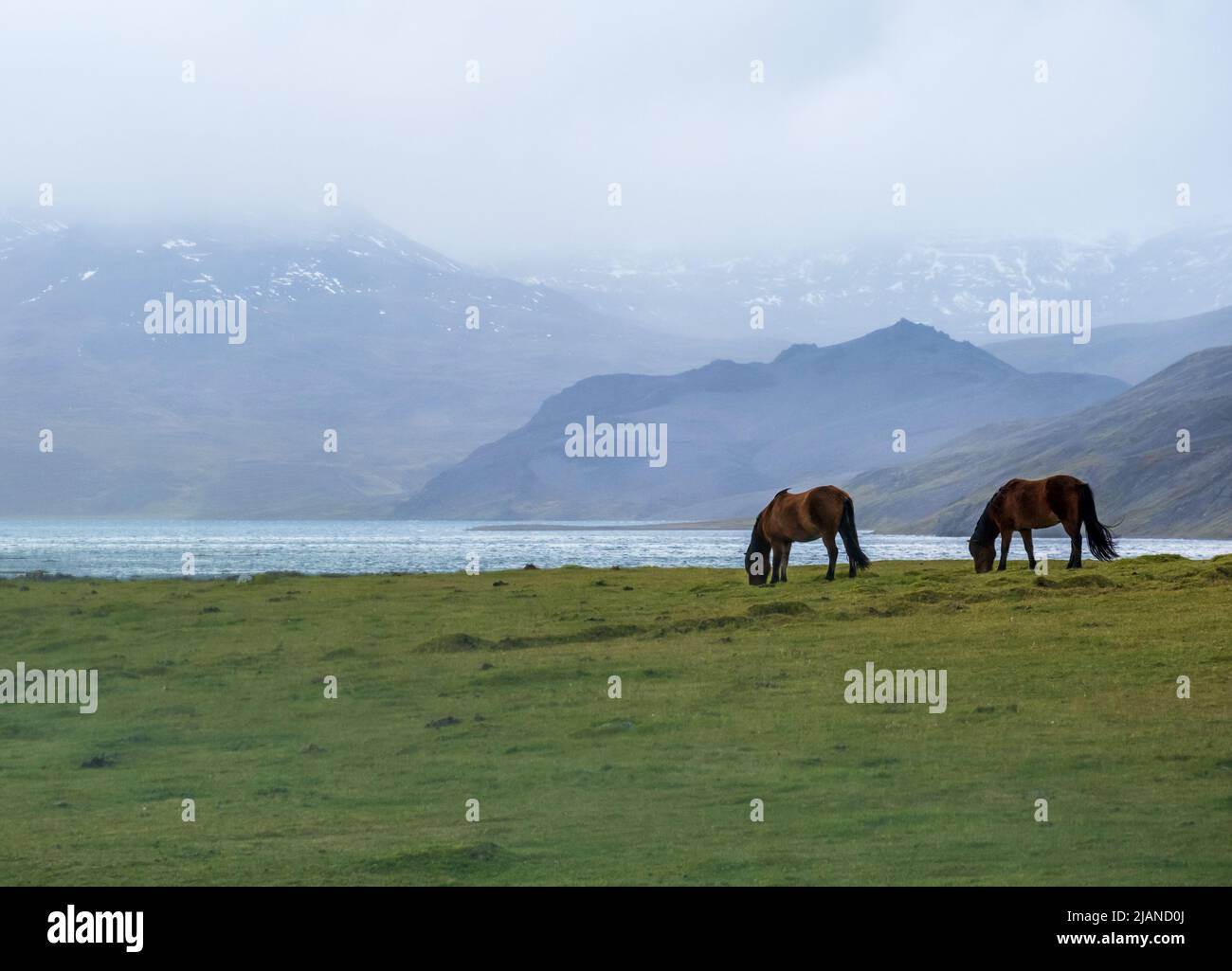 Pair of Icelandic horses graze on West Iceland highlands, Snaefellsnes peninsula. Spectacular volcanic tundra landscape with mountains, craters, lakes Stock Photo