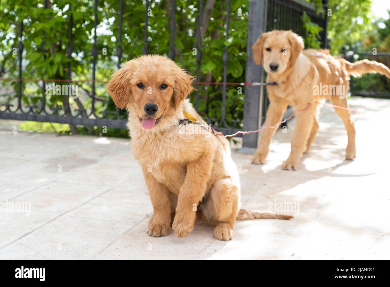 golden retriever young dog Stock Photo Alamy