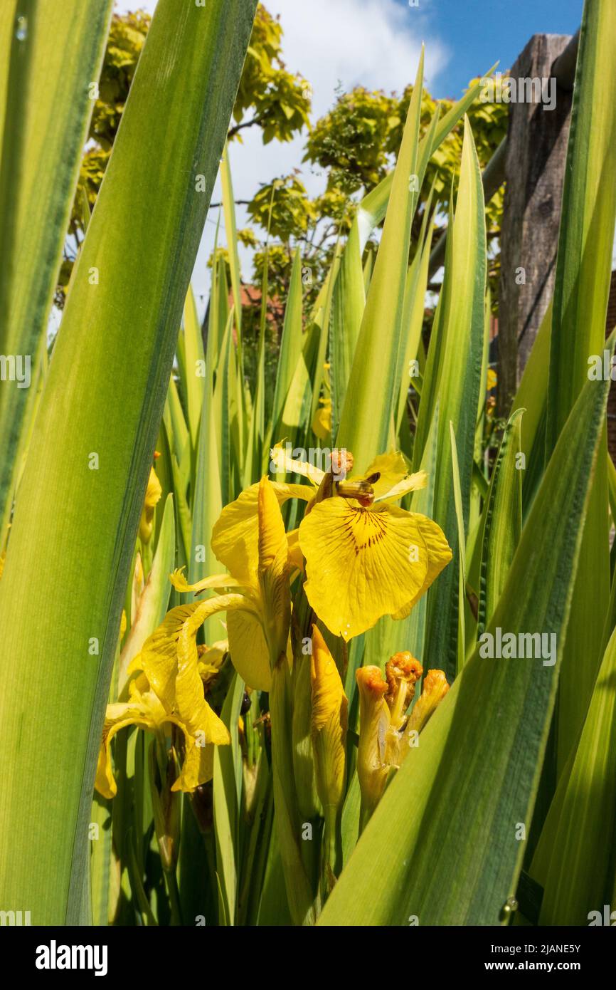 Yellow Iris, Iris Pseudacorus perennial, herbaceous plant. Also known as Water Flag or Yellow Flag Stock Photo