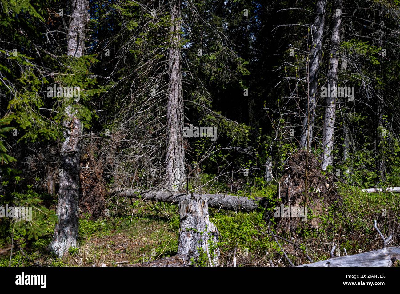 Dead spruce forest destroyed by air pollution and bark beetles. Tatra Mountains, Slovakia. Stock Photo