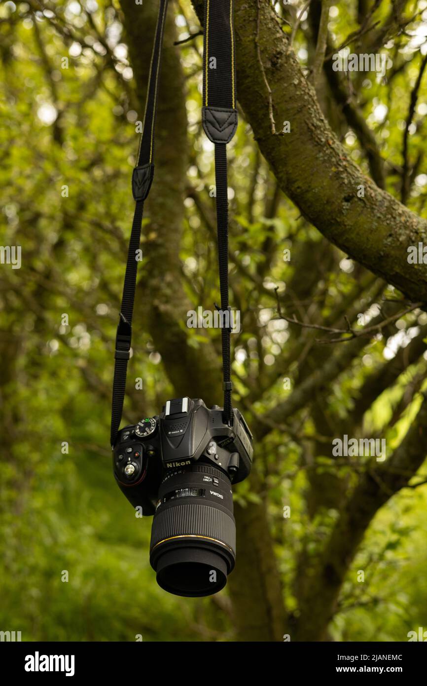photographers rest Nikon DSLR with Sigma lens is hanging on a tree Stock Photo