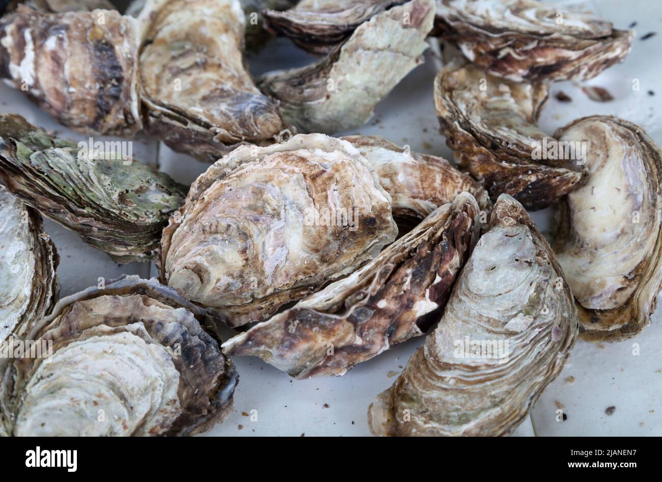 Fresh oysters - seafood Stock Photo