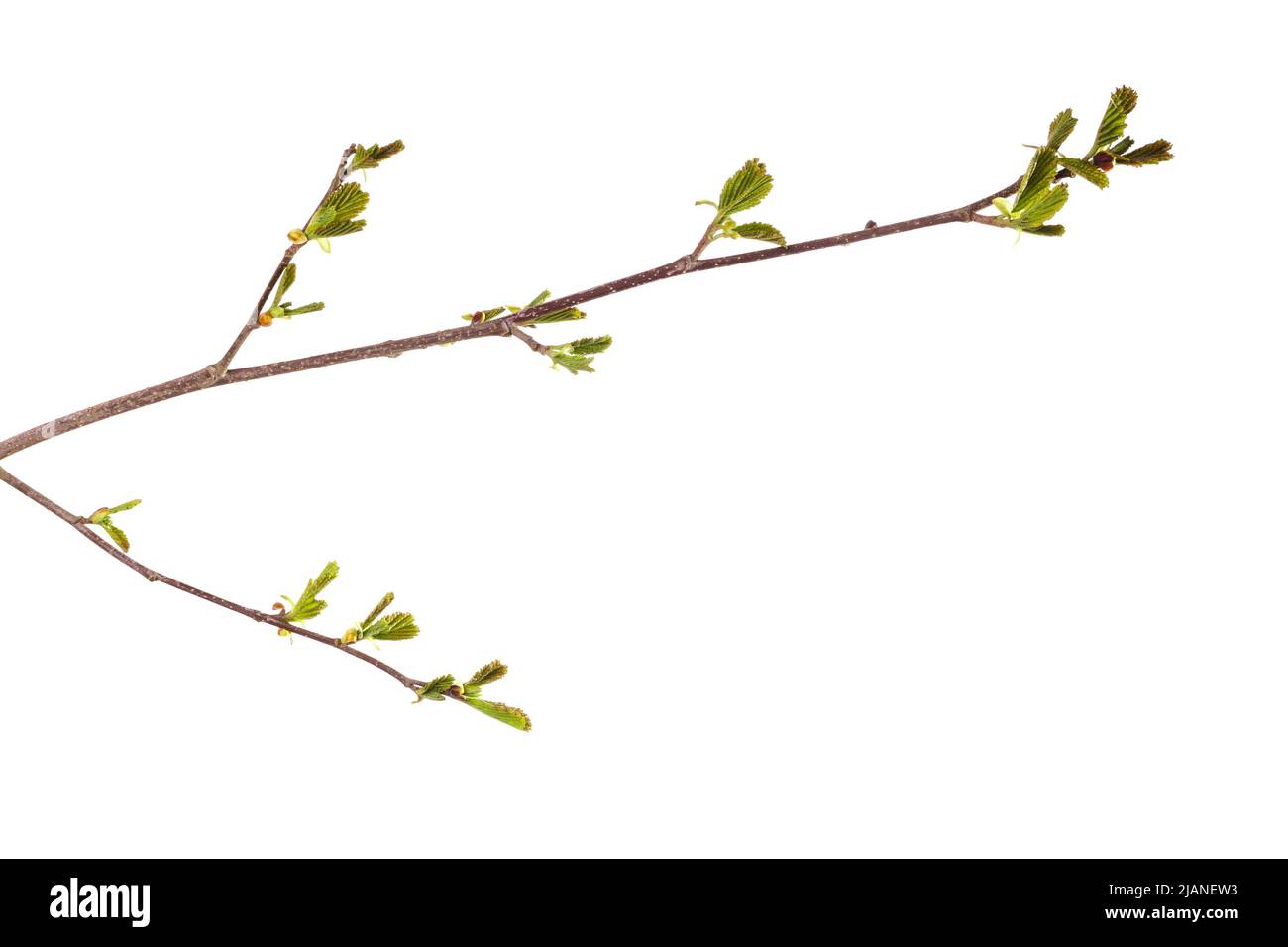tree branch with young green leaves isolated on white background. High ...