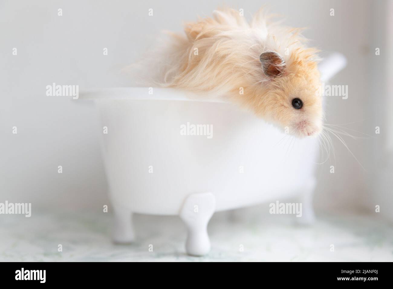 Fluffy the hamster toy hi-res stock photography and images - Alamy