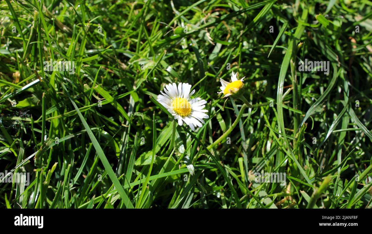 Gänseblümchen (Bellis perennis) auf grüner Wiese im Garten, Hessen, Deutschland. Stock Photo