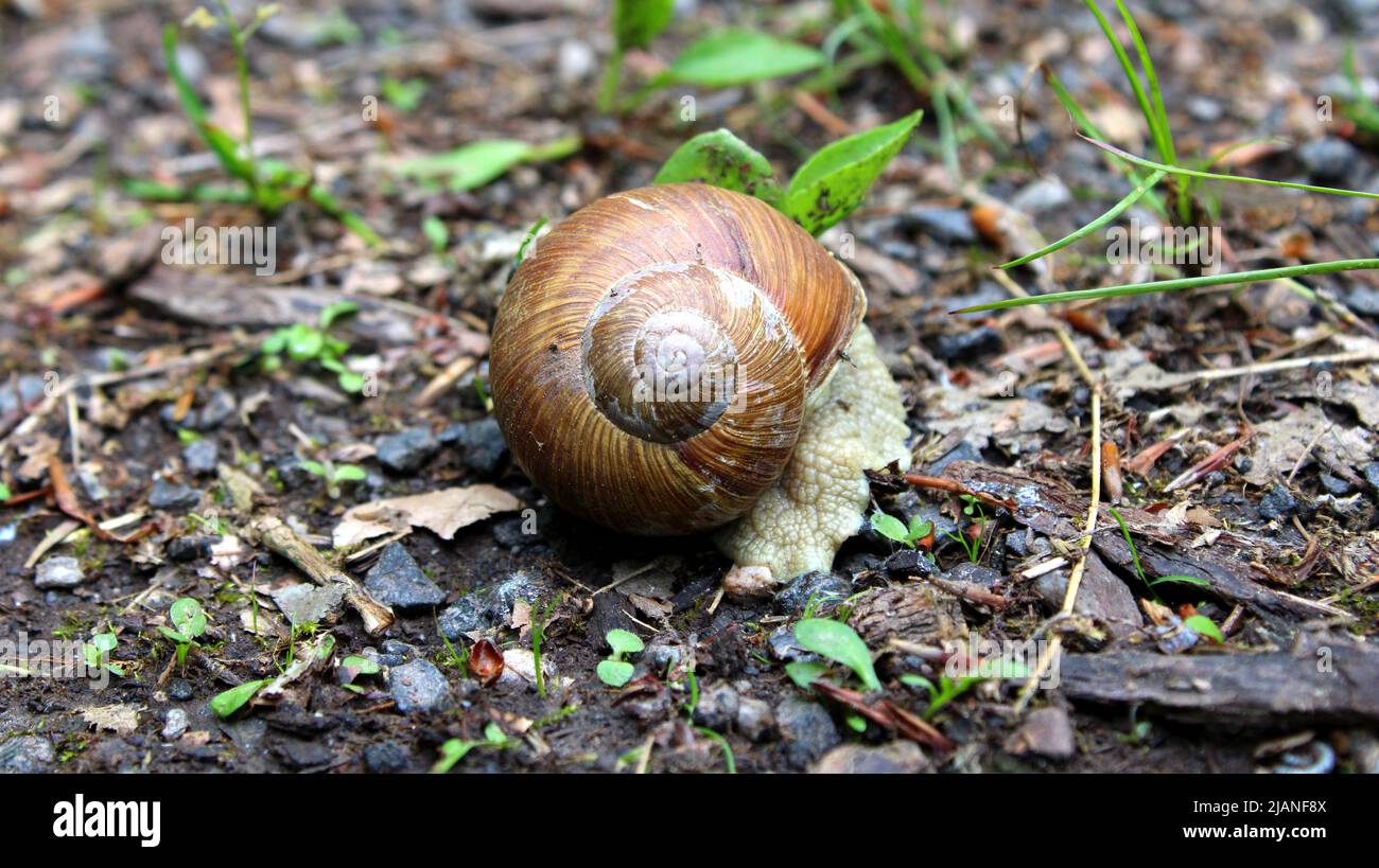 zurückgezogene Schnecke (Gastropoda), Weinbergschnecke (Helix pomatia) mit Haus, Gehäuse oder Schale auf Waldboden, Bayern, Deutschland. Stock Photo